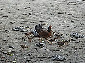 ID: 209: Rancho Baiguate / Jarabacoa / 11.06.2014