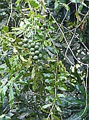 ID: 209: Rancho Baiguate / Jaracaboa / 12.06.2014
