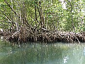 ID: 209: Nationalpark / Los Haitises / 13.06.2014