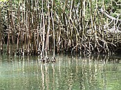 ID: 209: Nationalpark / Los Haitises / 13.06.2014
