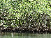 ID: 209: Nationalpark / Los Haitises / 13.06.2014
