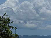 ID: 209: Nationalpark / Los Haitises / 13.06.2014