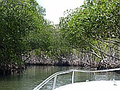 ID: 209: Nationalpark / Los Haitises / 13.06.2014