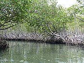ID: 209: Nationalpark / Los Haitises / 13.06.2014