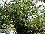 ID: 209: Nationalpark / Los Haitises / 13.06.2014