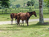 ID: 209: Weg zum Altos de Cano Hondo / Sabana de la Mar / 13.06.2014