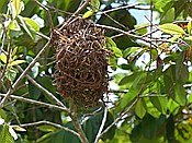 ID: 209: Weg zum Altos de Cano Hondo / Sabana de la Mar / 13.06.2014