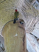 ID: 209: Vogelnest im Flughafen / Punta Cana / 23.06.2014