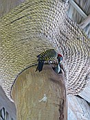 ID: 209: Vogelnest im Flughafen / Punta Cana / 23.06.2014