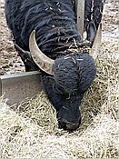 Foto SP_2014_12307: Bueffelhof / Beuerbach / 07.12.2014