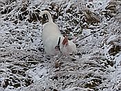 ID: 209: Winterwanderung / Oberhaverbeck / 26.12.2014