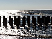 ID: 209: Strandspaziergang / Nieuw-Haamstede / 07.02.2015