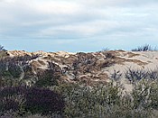 Foto SP_2015_02234: Strandspaziergang / Nieuw-Haamstede / 07.02.2015