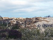 ID: 209: Strandspaziergang / Nieuw-Haamstede / 07.02.2015