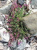 ID: 209: Wanderung zum Fluss Cecina / Pomarance / 07.05.2015
