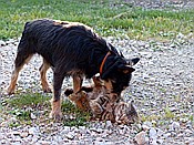 ID: 209: Pension Sant Emilia / Pomaranace / 07.05.2015