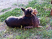 ID: 209: Pension Sant Emilia / Pomaranace / 07.05.2015