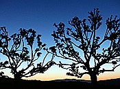 ID: 209: Abendstimmung / Pomarance / 07.05.2015