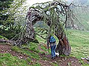 ID: 209: Wanderung / Schwarzseespitz - Oberinn / 19.05.2015