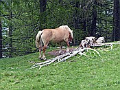 ID: 209: Wanderung / Schwarzseespitz - Oberinn / 19.05.2015