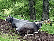 ID: 209: Wanderung / Schwarzseespitz - Oberinn / 19.05.2015
