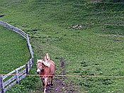 ID: 209: Wanderung / Schwarzseespitz - Oberinn / 19.05.2015