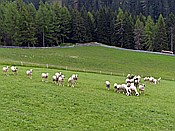 ID: 209: Wanderung / Schwarzseespitz - Oberinn / 19.05.2015