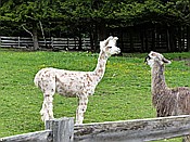 ID: 209: Alpakas / Oberbozen / 22.05.2015