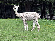 ID: 209: Alpakas / Oberbozen / 22.05.2015