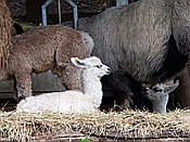 ID: 209: Alpakas / Oberbozen / 22.05.2015