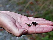 Foto SP_2015_09786: Wanderung / Techendorf / 25.09.2015