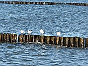 ID: 209: Wanderung Hohe Duene / Rostock / 04.02.2016