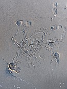 ID: 209: Wanderung Hohe Duene / Rostock / 04.02.2016