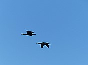 ID: 209: Wanderung Hohe Duene / Rostock / 04.02.2016