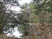 ID: 209: Wanderung ins Hochmoor / Markgrafenheide / 07.02.2016