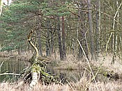 ID: 209: Wanderung ins Hochmoor / Markgrafenheide / 07.02.2016