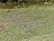 Foto SP_2016_05239: Wanderung / Mittenwald - Kruen / 08.05.2016