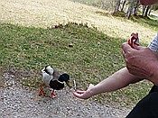 ID: 209: Wanderung / Garmisch-Partenkirchen - Mittenwald / 09.05.2016