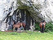 ID: 209: Pferde / Walchensee / 13.05.2016