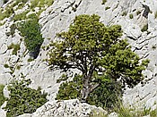 ID: 209: Wanderung Cami des Barrances / Soller / 26.05.2016