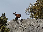 ID: 209: Wanderung Cami des Barrances / Soller / 26.05.2016