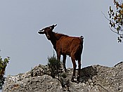 ID: 209: Wanderung Cami des Barrances / Soller / 26.05.2016