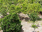 ID: 209: Wanderung Cami des Barrances / Soller / 26.05.2016