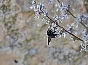 ID: 209: Botanischer Garten / Soller / 30.05.2016