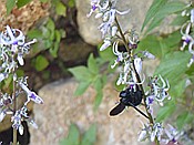 ID: 209: Botanischer Garten / Soller / 30.05.2016