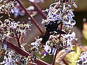 ID: 209: Botanischer Garten / Soller / 30.05.2016