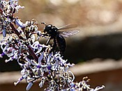 ID: 209: Botanischer Garten / Soller / 30.05.2016