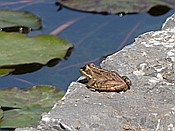 ID: 209: Botanischer Garten / Soller / 30.05.2016