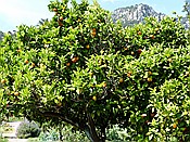 ID: 209: Botanischer Garten / Soller / 30.05.2016