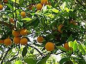 ID: 209: Botanischer Garten / Soller / 30.05.2016